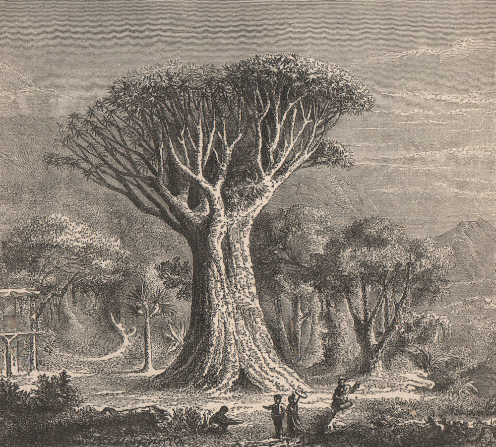 Dracaena draco, Canary Islands dragon tree, Icod de los Vinos, Tenerife 1885